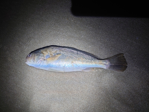 イシモチの釣果