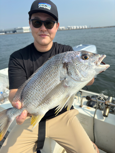 キビレの釣果