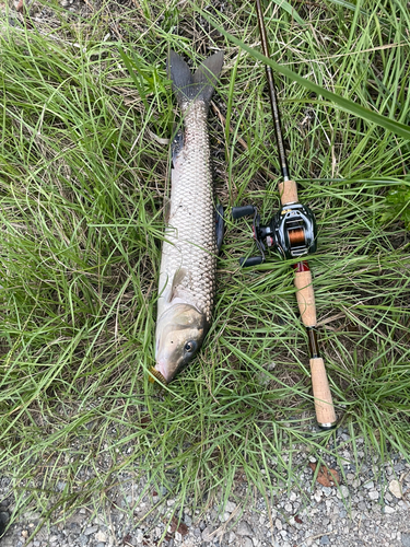 ナマズの釣果