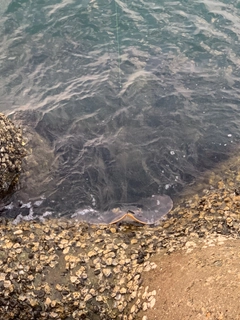 アカエイの釣果