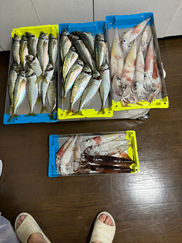 アジの釣果