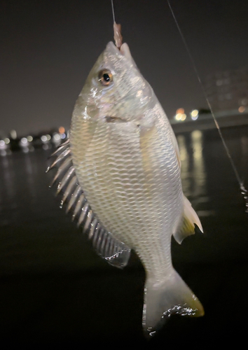 キビレの釣果