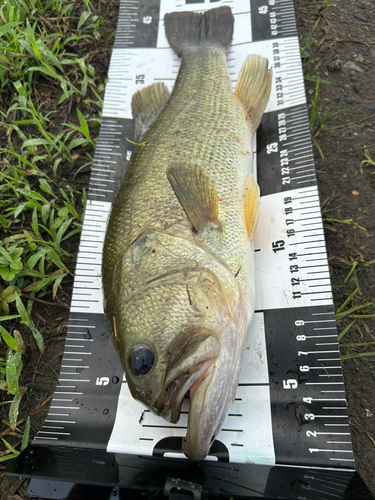 ブラックバスの釣果