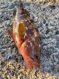 アコウの釣果