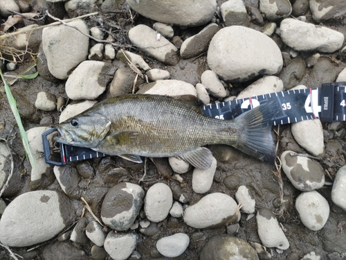 スモールマウスバスの釣果