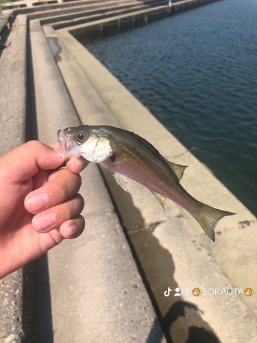 ハゼの釣果