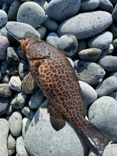 釣果