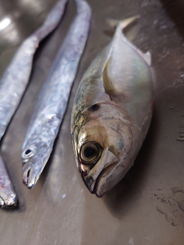 オニアジの釣果