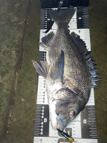 クロダイの釣果