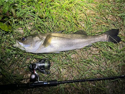 スズキの釣果