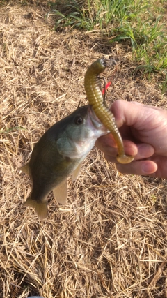 ブラックバスの釣果