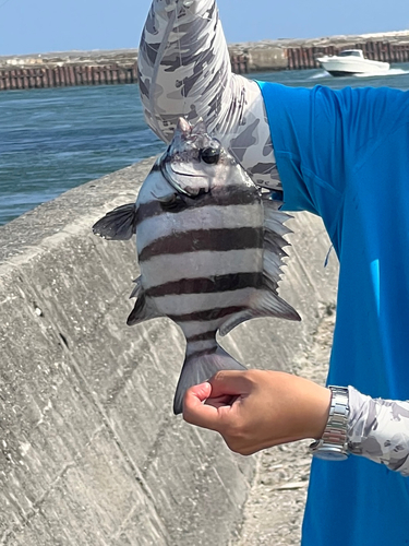 イシダイの釣果