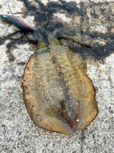 アオリイカの釣果