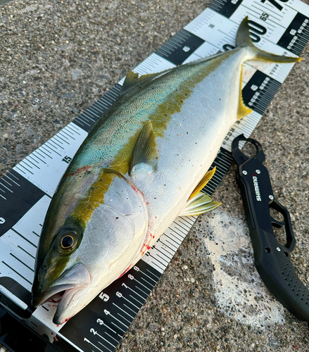 ヒラマサの釣果