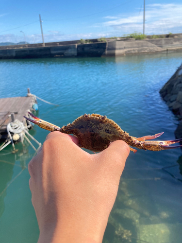 ワタリガニの釣果