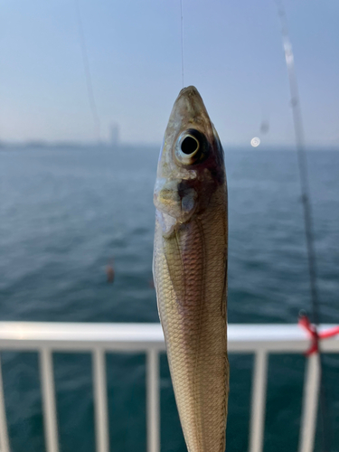 キスの釣果