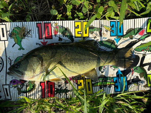 ブラックバスの釣果