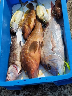 タイの釣果