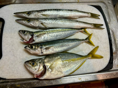 カマスの釣果