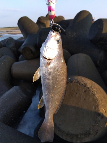 ニベの釣果