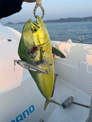 シイラの釣果