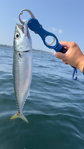 マサバの釣果