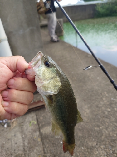 ラージマウスバスの釣果