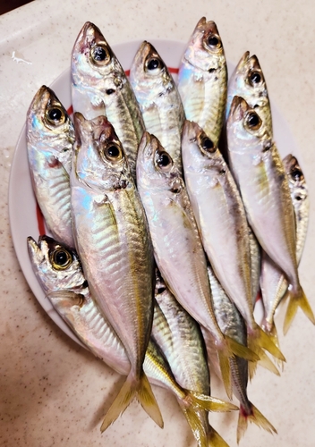 アジの釣果