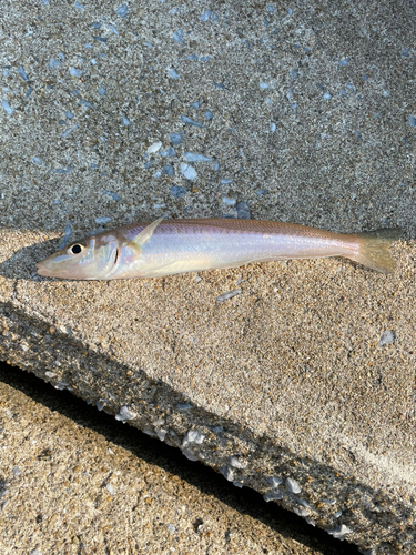 シロギスの釣果