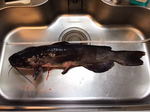 アメリカンキャットフィッシュの釣果