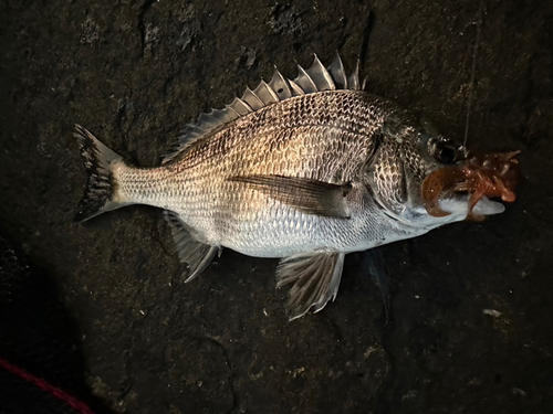 チヌの釣果