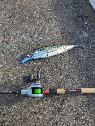 サバの釣果