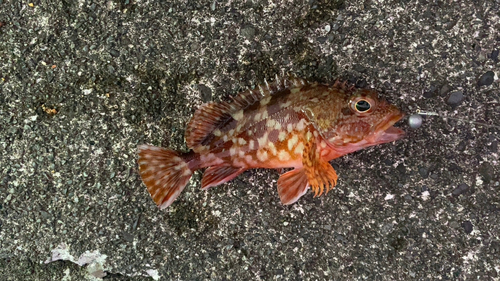 カサゴの釣果