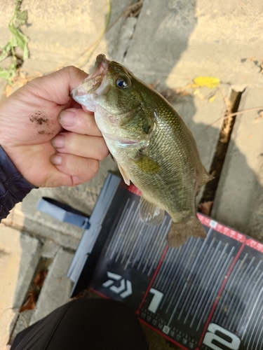 ラージマウスバスの釣果