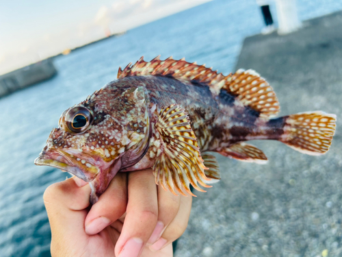 カサゴの釣果