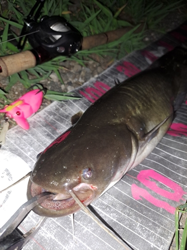 ナマズの釣果