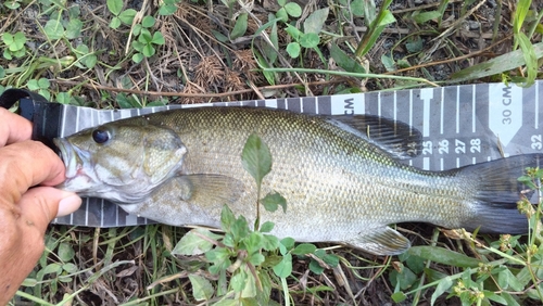 スモールマウスバスの釣果