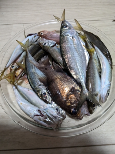 アジの釣果