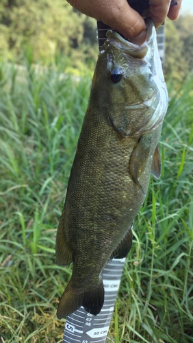 スモールマウスバスの釣果