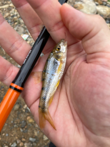 コイの釣果