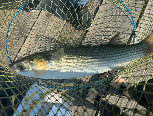 ボラの釣果