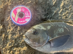 クチブトグレの釣果