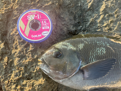 クチブトグレの釣果