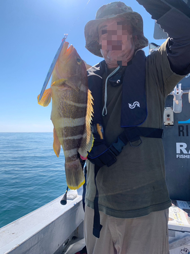 アオハタの釣果