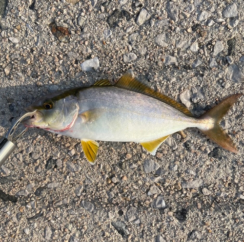 ショゴの釣果