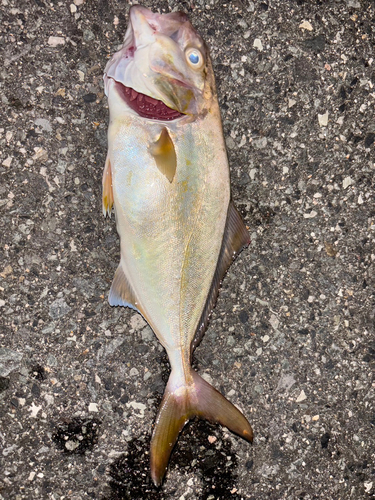 ショゴの釣果