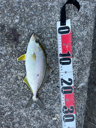 ショゴの釣果