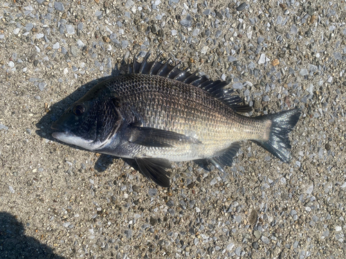 チヌの釣果