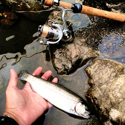 ニジマスの釣果