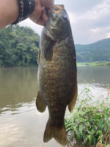 スモールマウスバスの釣果